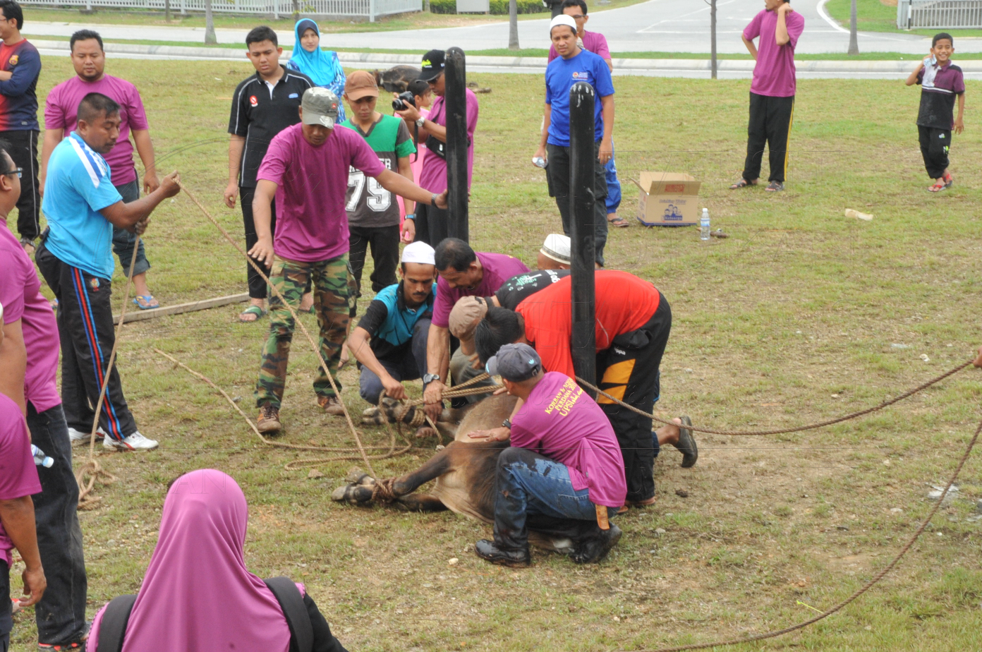 PRO15 150 KORBAN HAS 6922